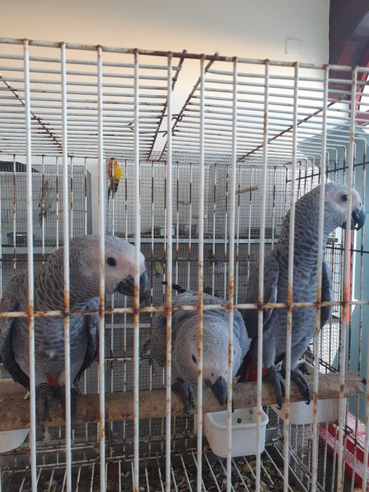 Venda de Papagaios  criados a mão