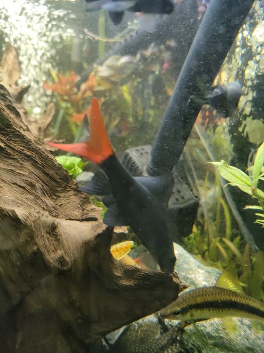 Ryba Labeo bicolor
