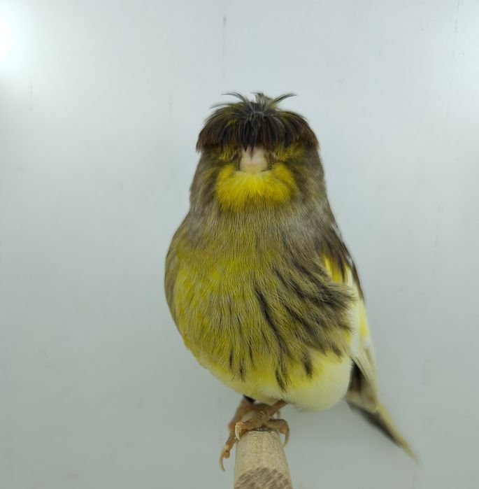 Kanarek kanarki gloster samica