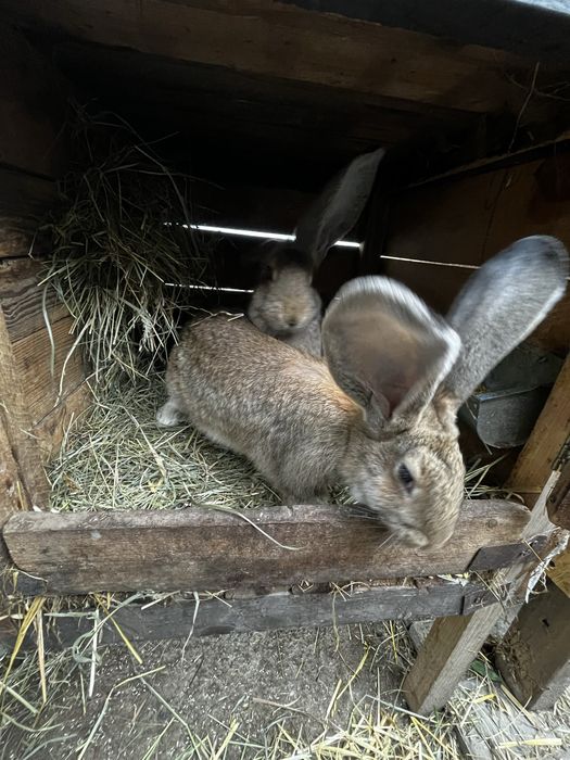 Króliki młode Belgi