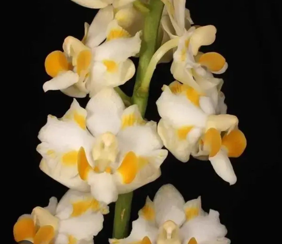 Орхидея подросток 0916 Пульчеримма желтая
