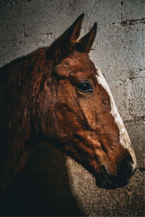 Poldra Cruzada (Letra U)
