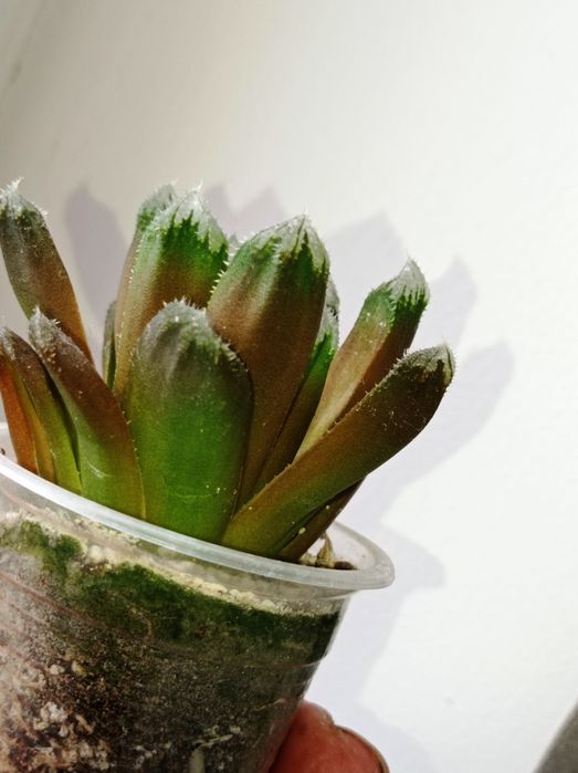 Haworthia cv.Kira