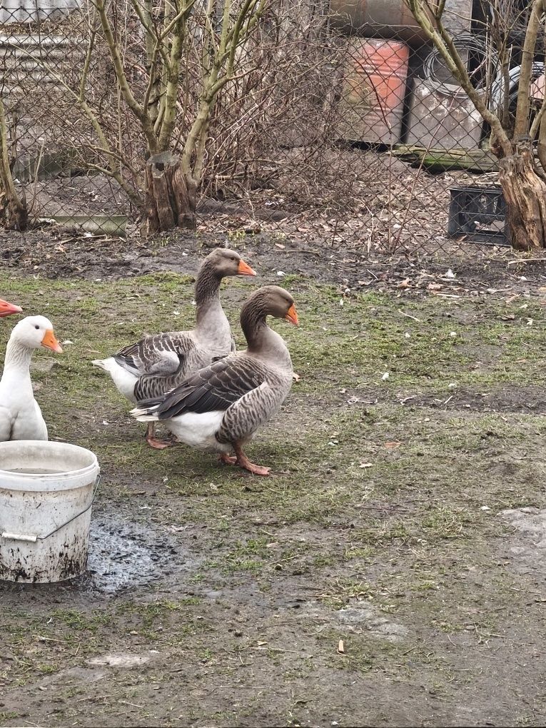 Продаю гусей, домашніх, однорідних