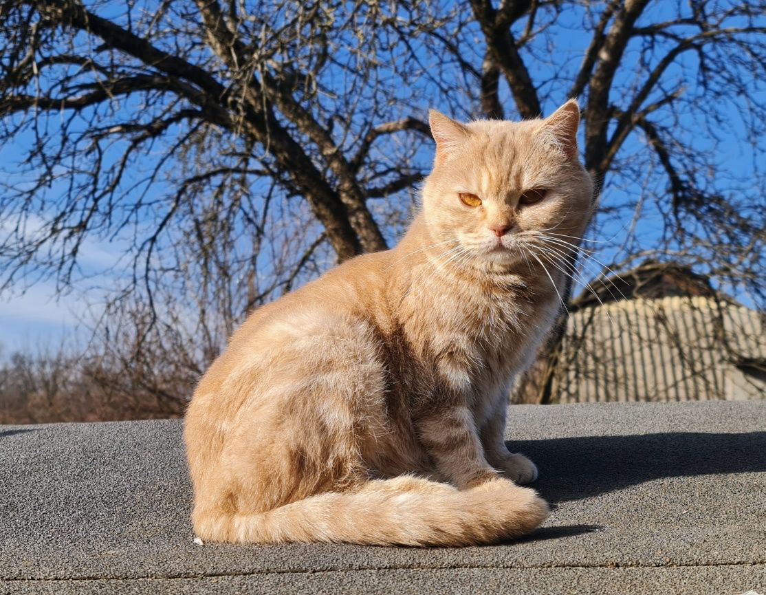 Котики Скоріш-страйт метиси