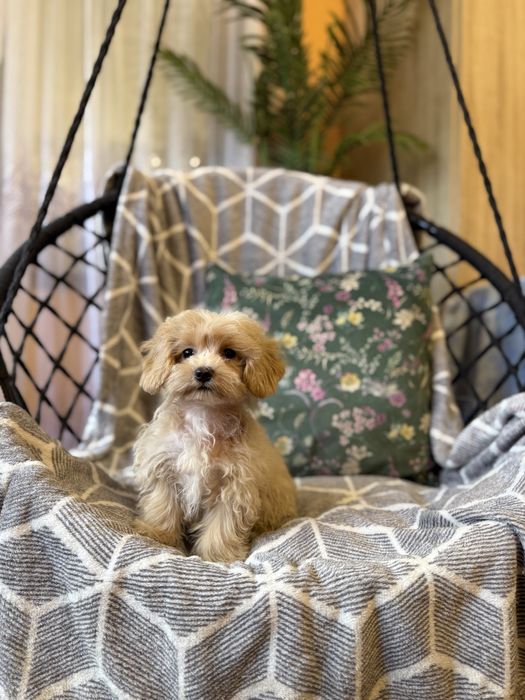 Maltipoo sunia F1 apricot biszkoptowa maltańczyk pudel dziewczynka