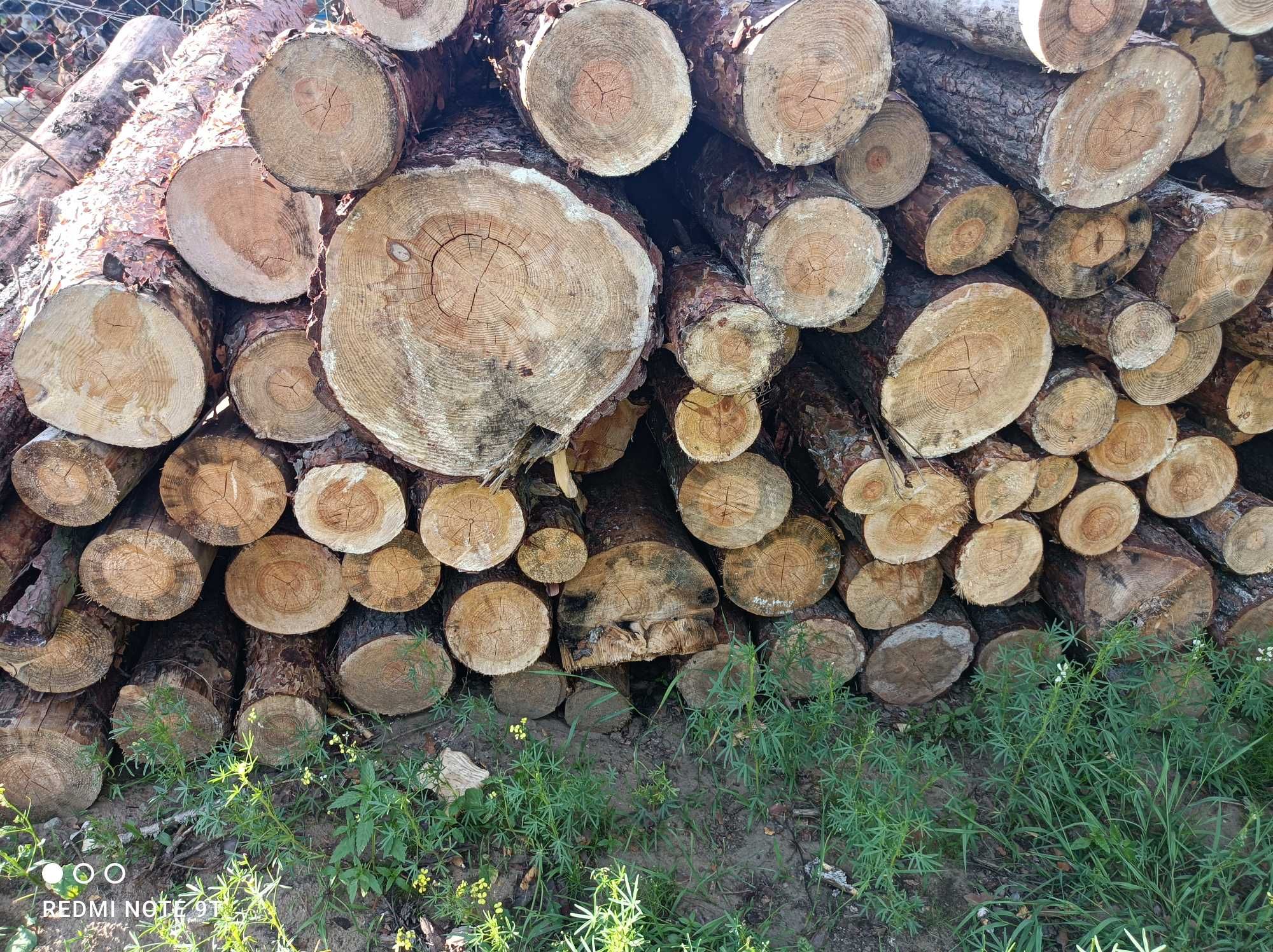 Drzewo sosnowe zapraszam