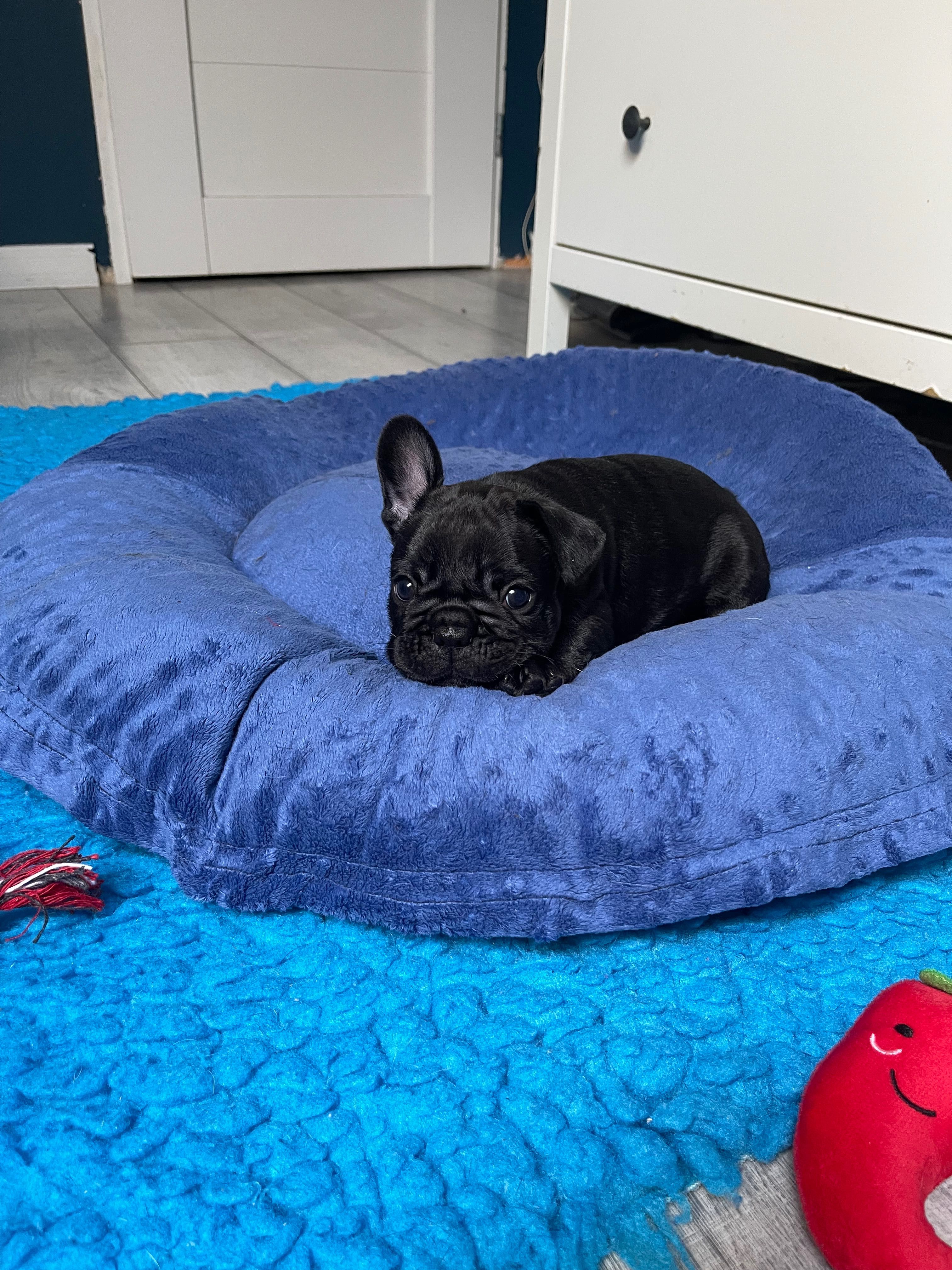 Buldog francuski zkwp /FCI