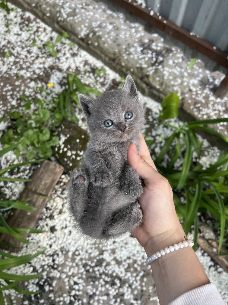Шотландські кошенята
