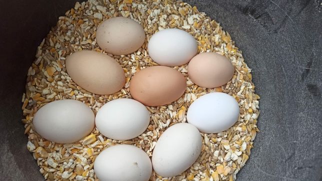 Jaja wiejskie, własna hodowla 30 kur.