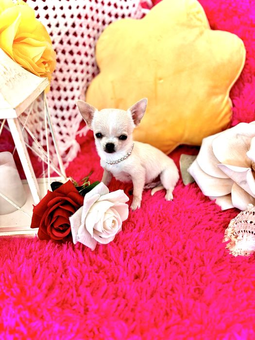 **Śliczny piesek xxs 1.4kg Chihuahua**