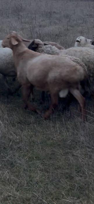 Продам курдючних самців гісарів