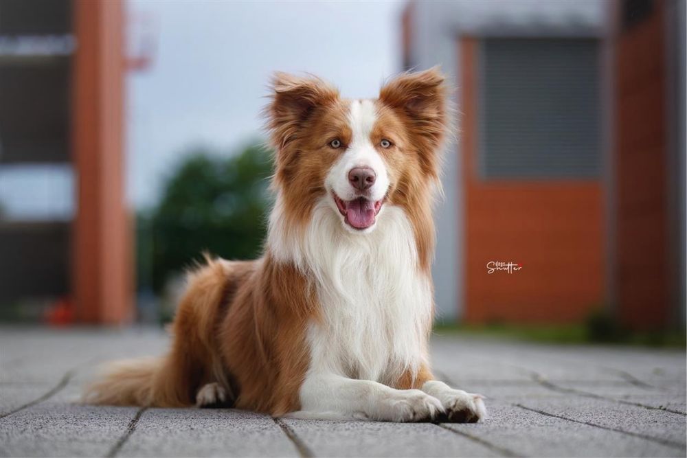 Zapowiedz miotu border collie