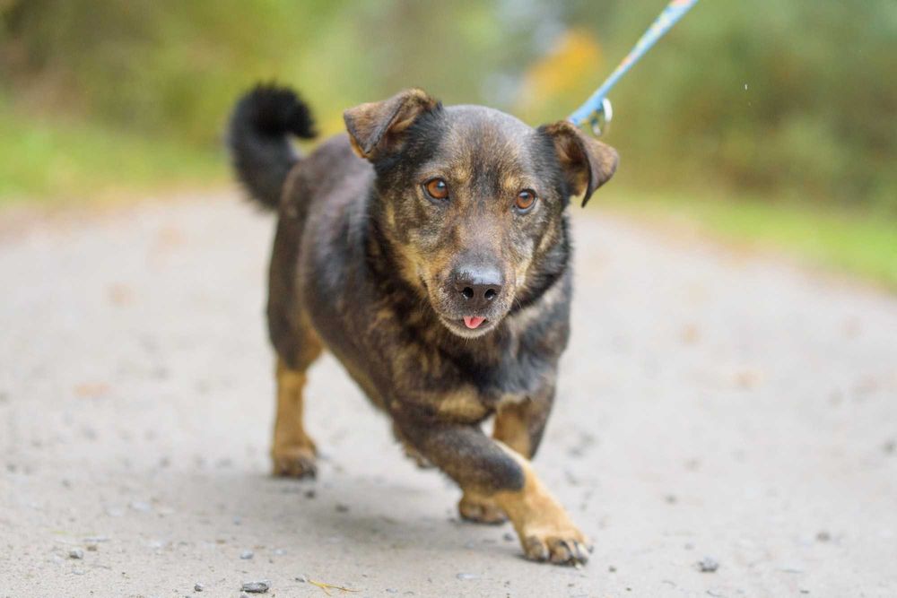 Przyjazny piesek na krótkich łapkach - Ulio szuka domu