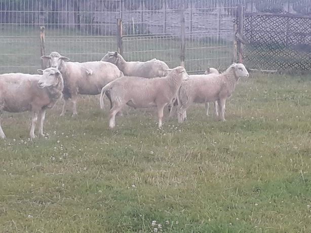 Owce merynos polski
