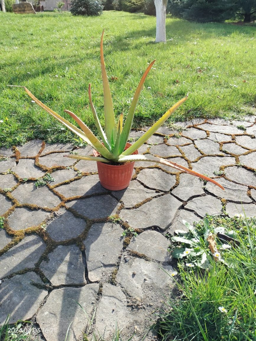 Aloes zwyczajny.