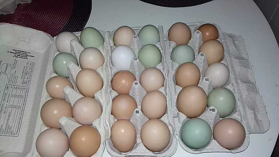 Jajka lęgowe kur