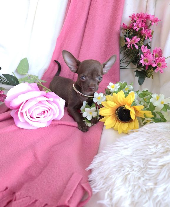 Śliczna Sunia Chihuahua Czekoladka