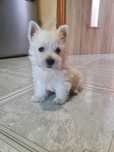 Śliczny piesek West Highland White Terrier z metryką