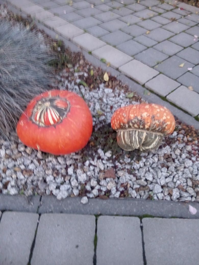 Dynie ozdobne i inne