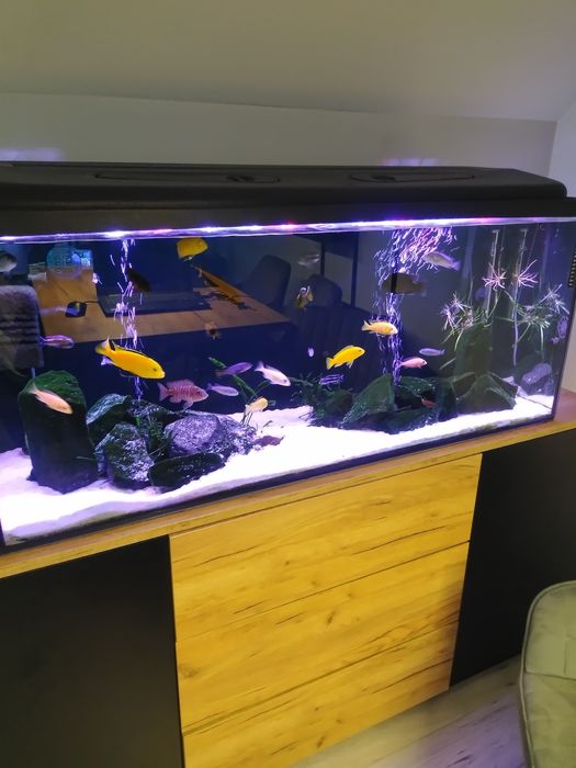 Akwarium z życiem pyszczaki pokrywa lampa 120x40x50