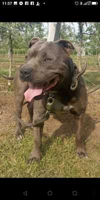 Pitbull (amstaff )pies