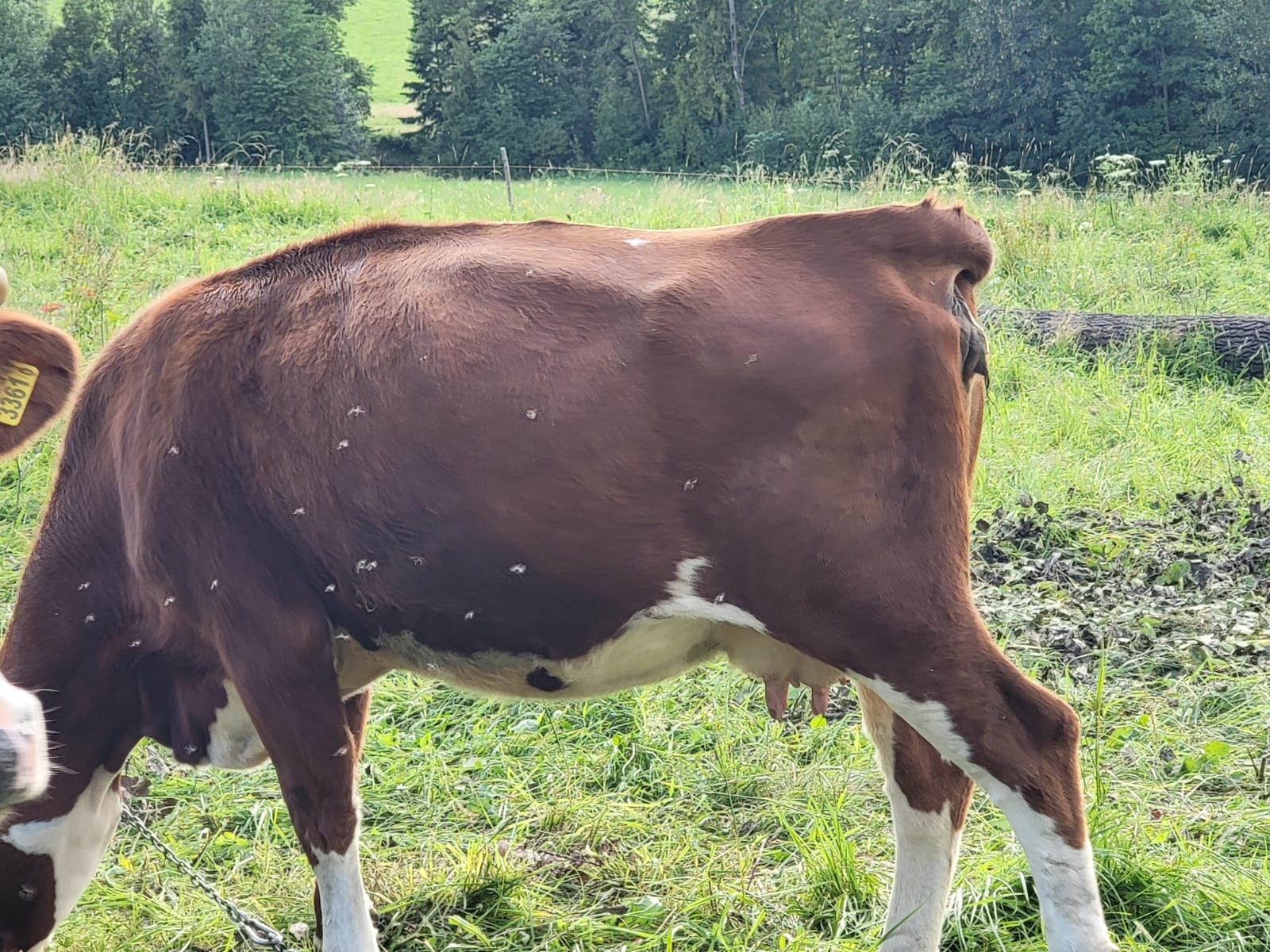 Sprzedam młodą krowę