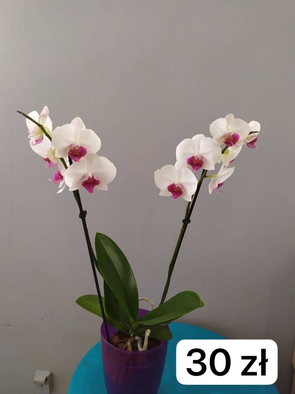 Storczyki. phal.