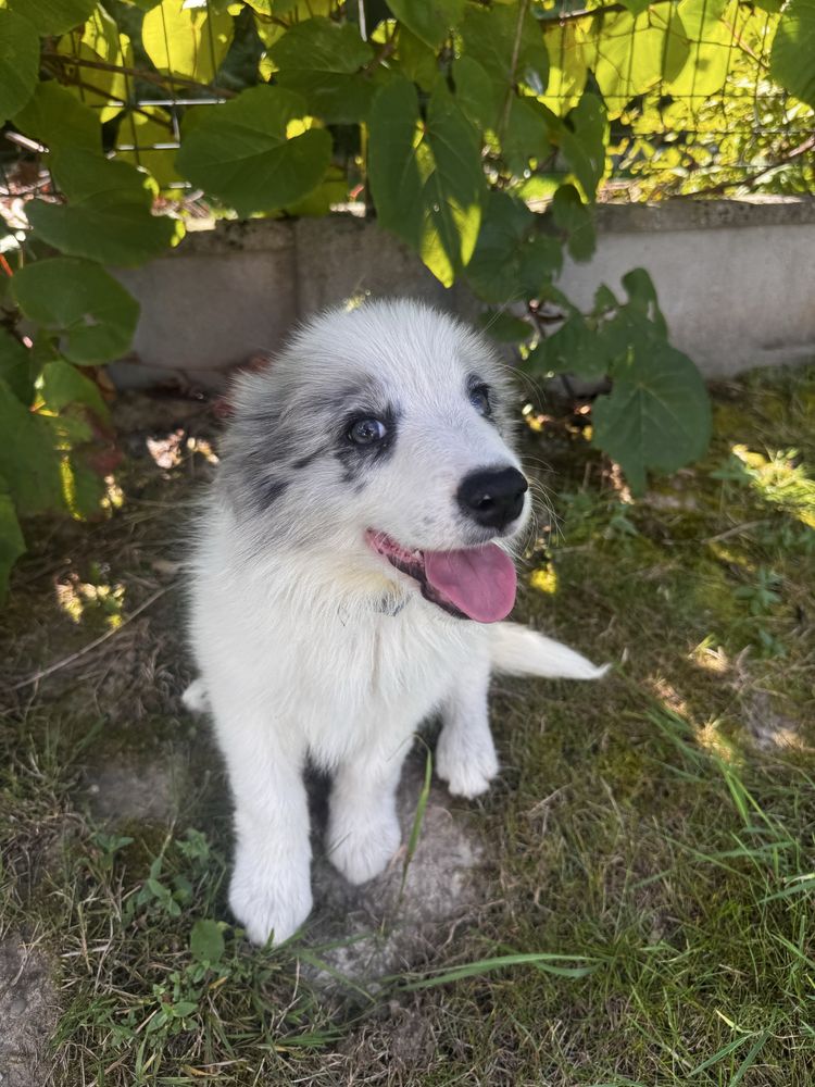 Sprzedam Psa Border Collie