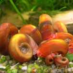 Planorbis caracois unicos limpeza de aquario sem danificar plantas