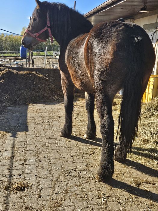 Sprzedam lub zamienię klacz