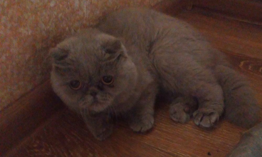 Шотланський веслоухий кіт