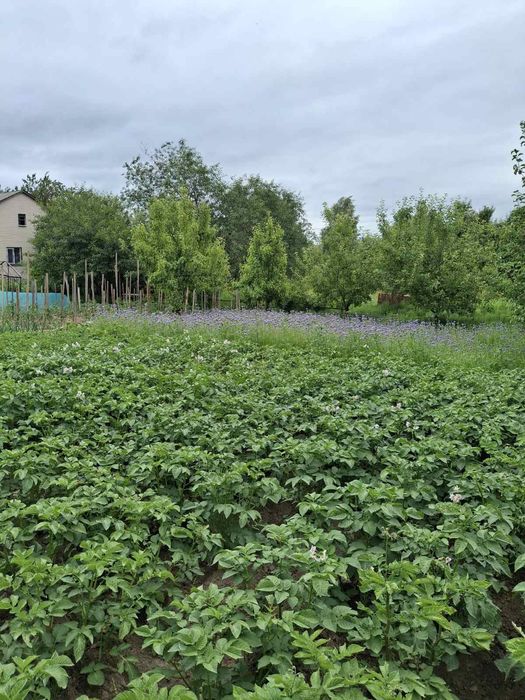 Дачный участок с/о" Сокол"