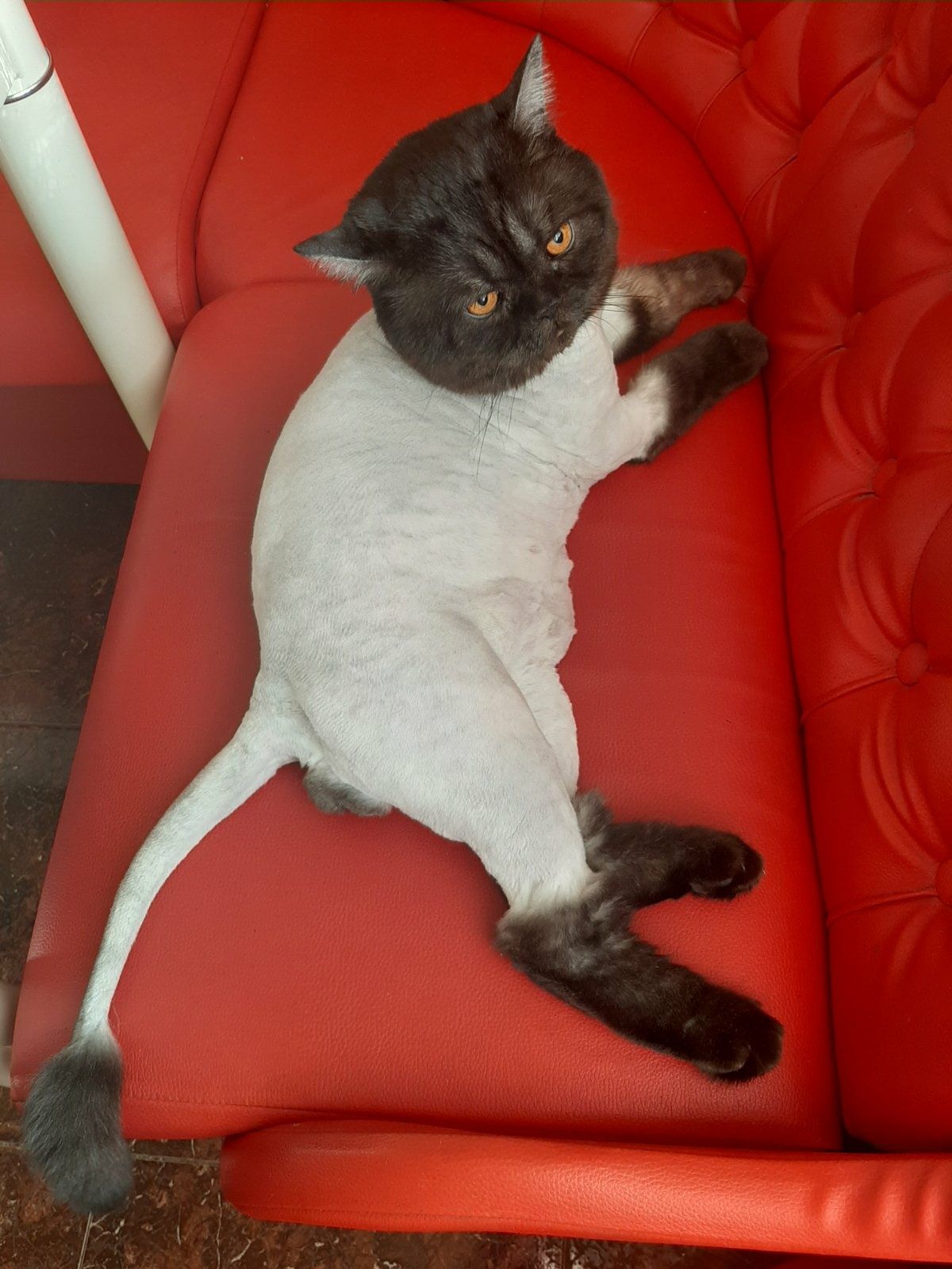 Сезонна стрижка котиків