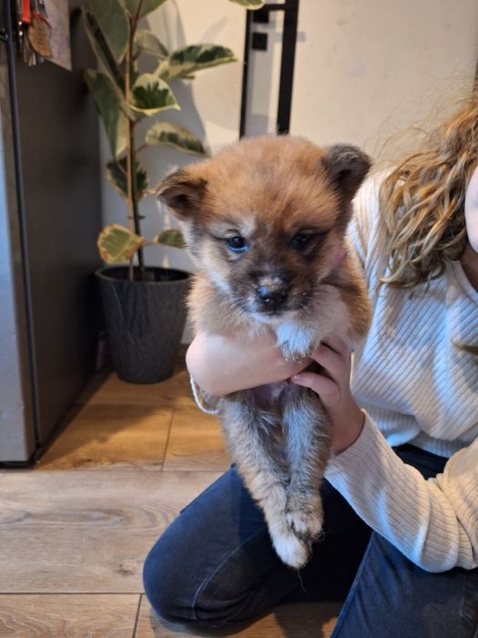 Do oddania piękne szczeniaczki