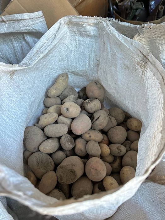 Картопля для худоби