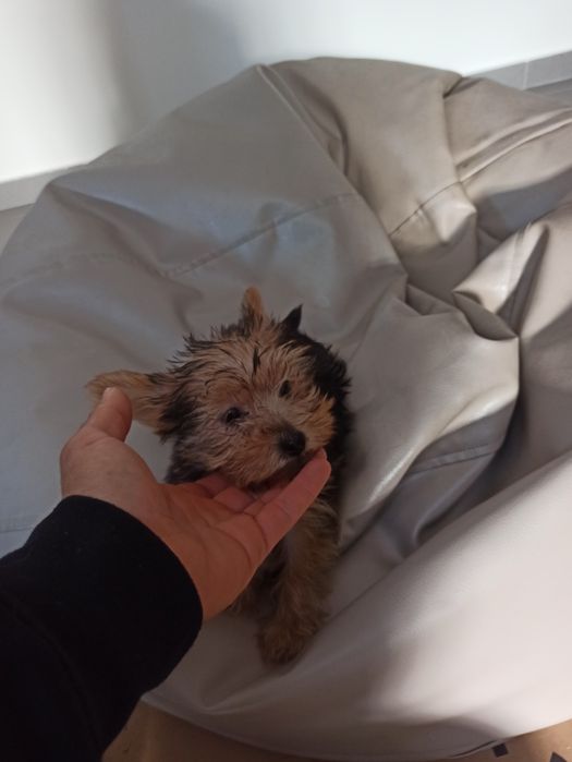 Lindo menino Yorkshire