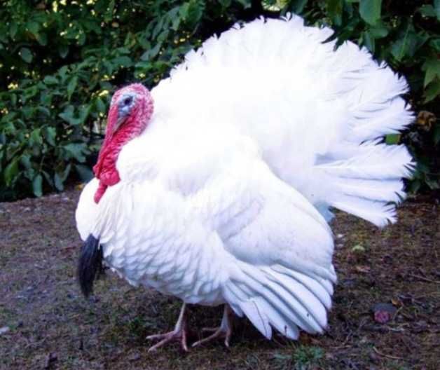 Продаю індики та індокачки, тушками або живими