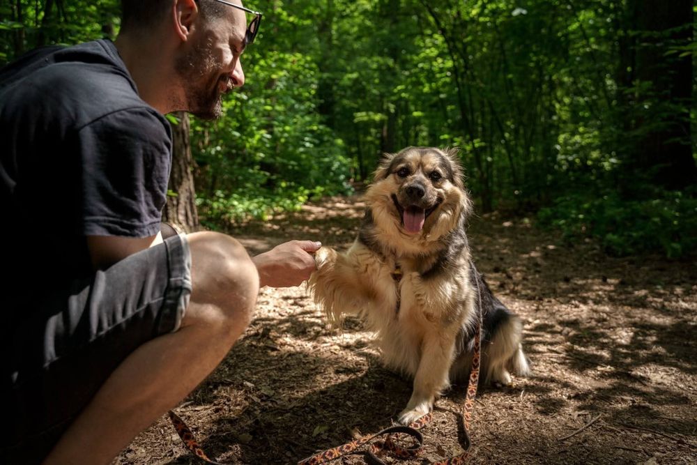 Uroczy psiak INDYGO szuka domu