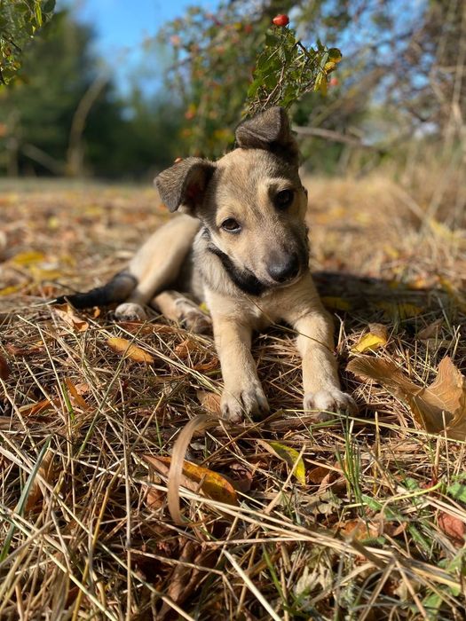Цуцики(цуценята, щенки) шукають дім, вік 5міс