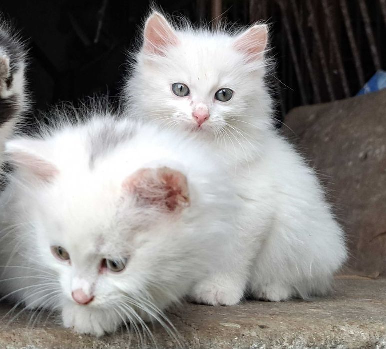 ŚLICZNY kocurek szuka domku