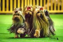 Yorkshire terrier YORK - FCI - GWARANCJA pochodzenia rasy !
