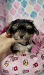 Biewer Terrier Elwisek yorshire Terrier