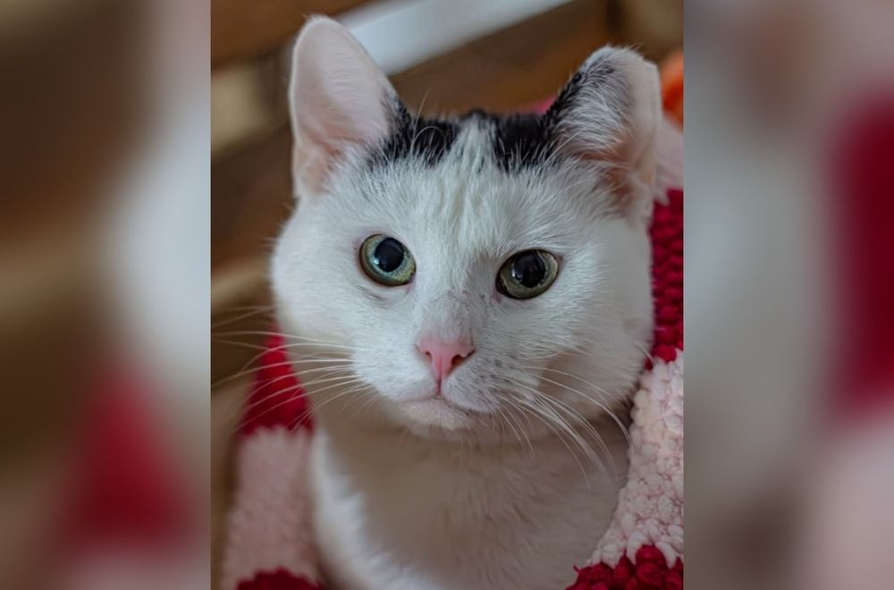 Cudowna kotka Panna Grzywka szuka domu!
