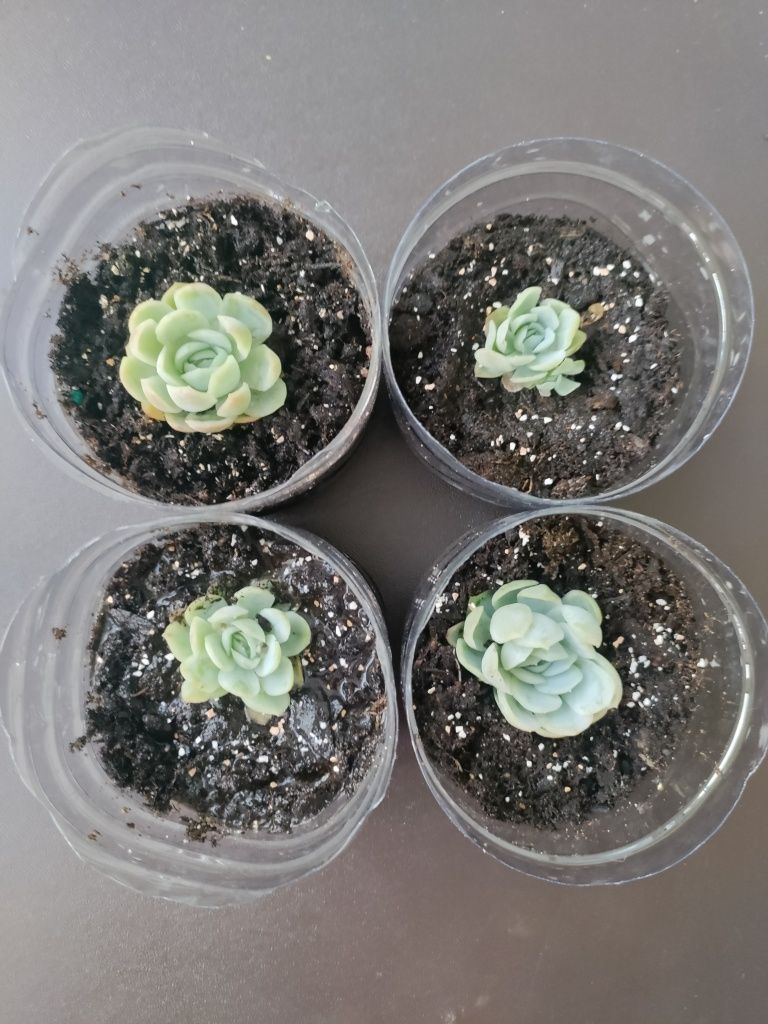 Suculenta Echeveria Elegans