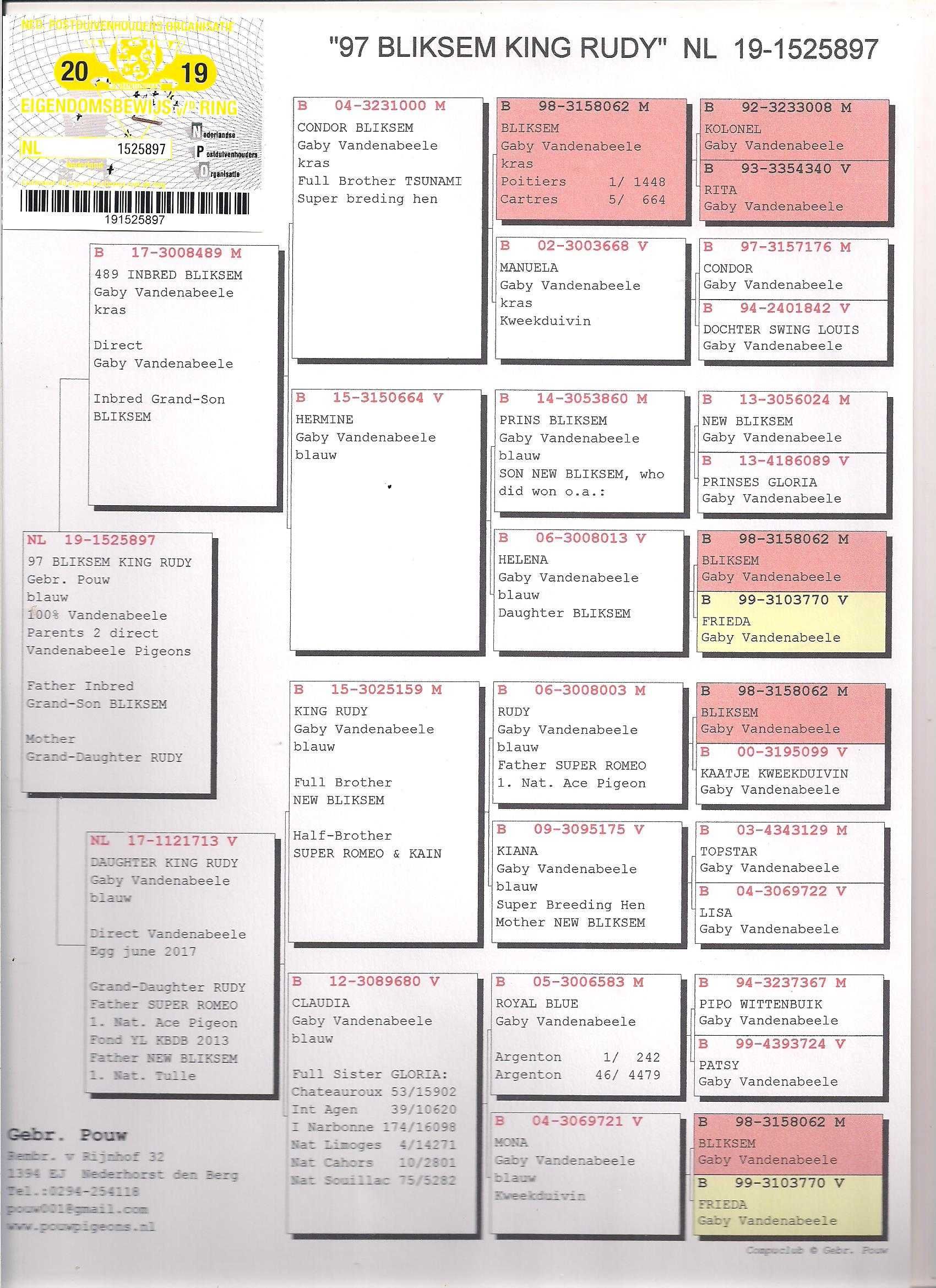 Młode 2024 para 116, Vandenabeele Inbr Bliksem gołąb gołębie pocztowe