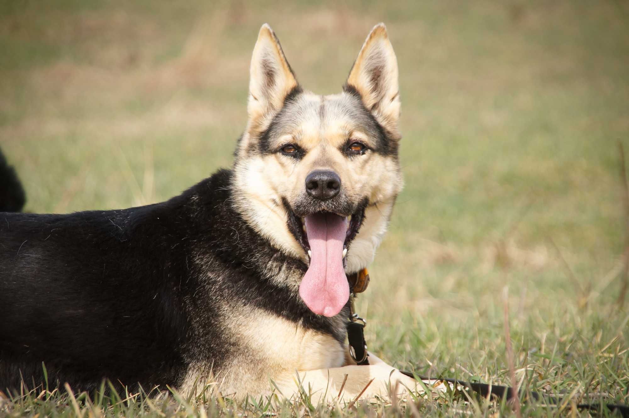 Koksa- młoda, spokojna sunia w typie owczarka poleca się do adopcji.