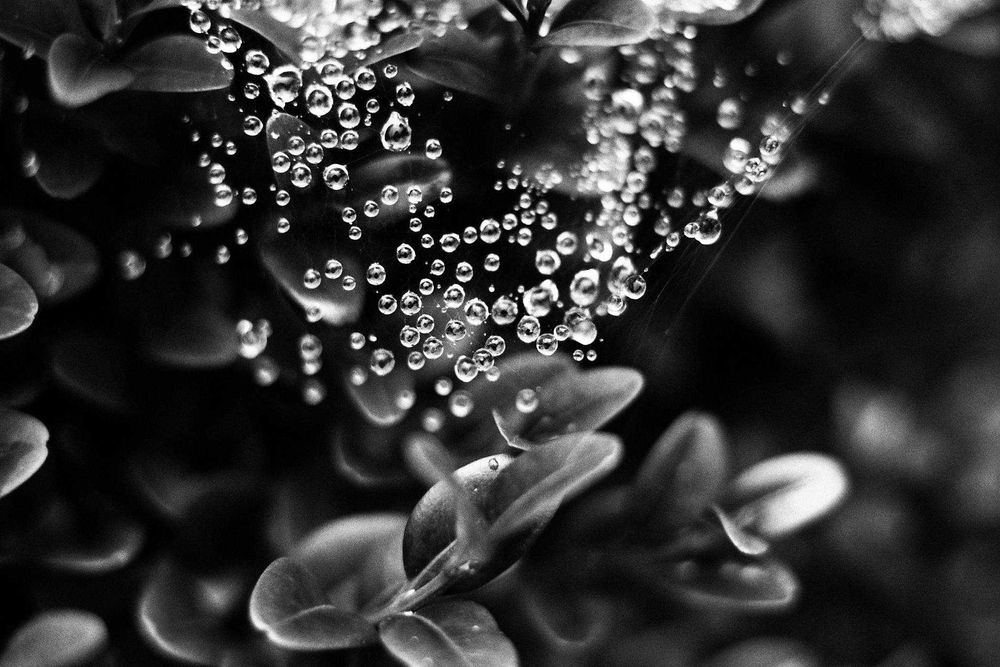 Фотокамера Olympus OM 2 з Об'єктивом Olympus Zuiko 50mm f1.8