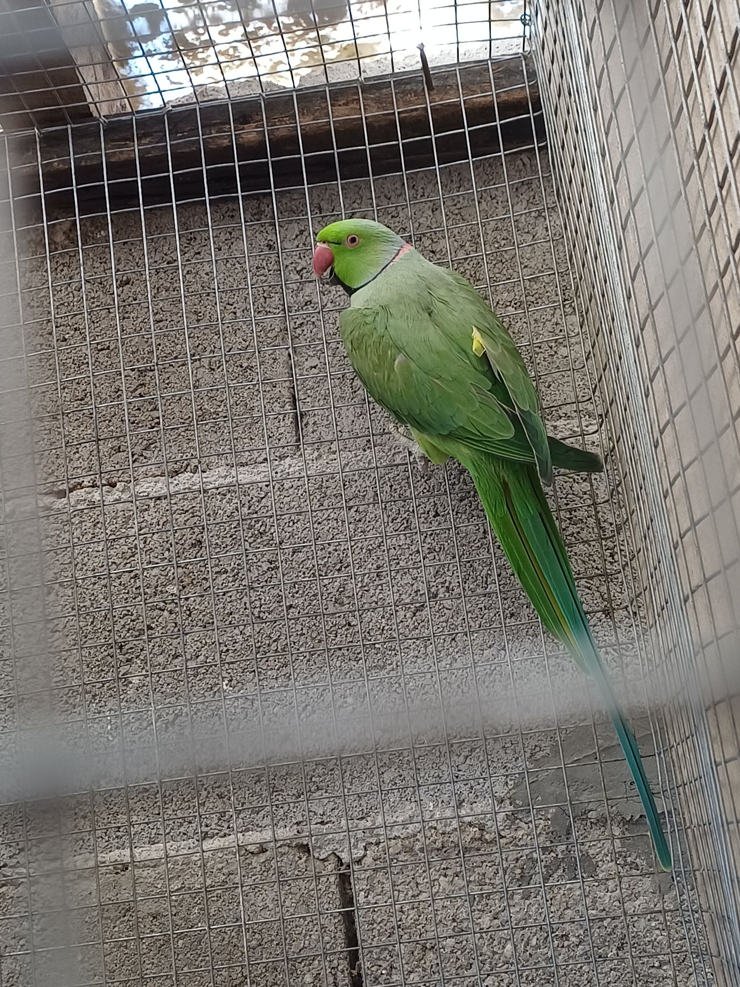 Ringnek verde macho