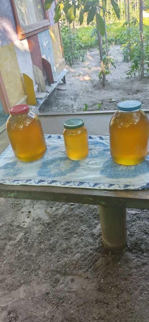 Продам свежий домашний мёд